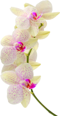 Emeline moutiez orchidee